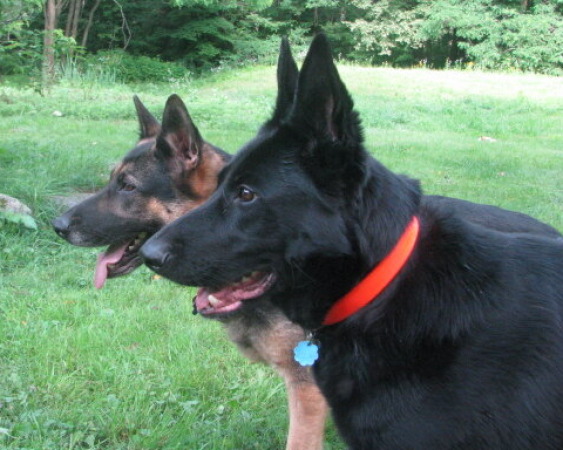 Mafie and Tasha