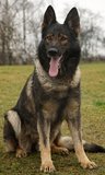 Female sable German Shepherd Elischa, sitting happily with tongue out