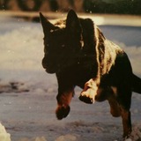 Dark German Shepherd running at full gallop, intensely focused on something ouyside the picture